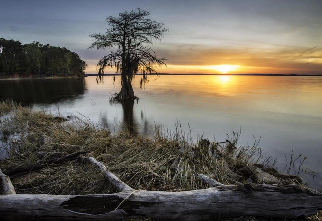 Sunset over Lake Sam Rayburn, featuring a silhouetted tree, calm waters, and grassy shoreline, highlighting the serene environment for lake house living in Sabine Parish, Louisiana.
