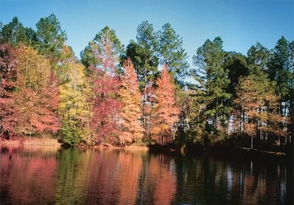 Colorful autumn trees reflecting in calm water, highlighting the natural beauty of San Augustine County, TX, relevant to home design and outdoor living.